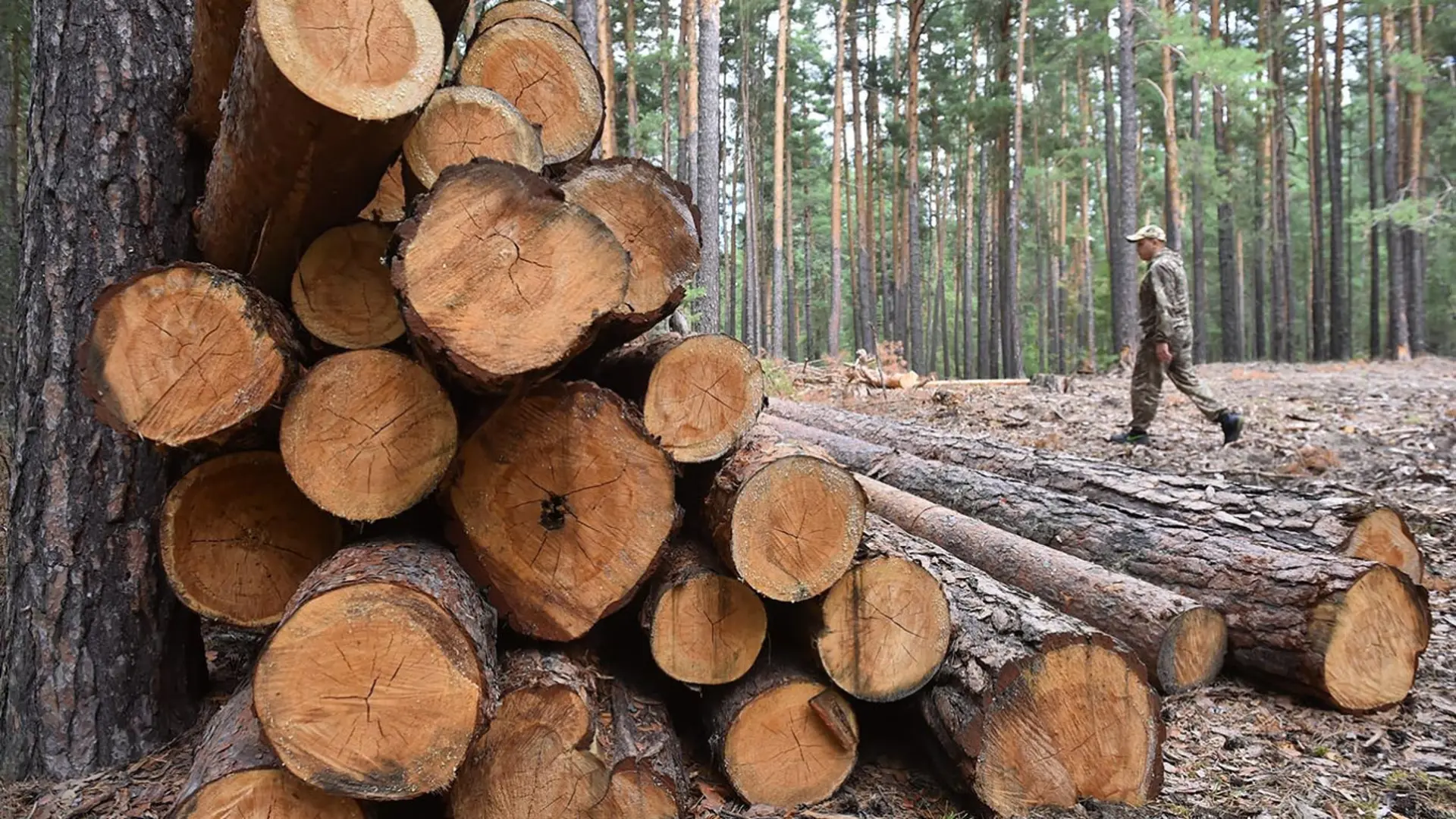 Лесная промышленность России столкнется с резким спадом производства в 2026 году, заявил чиновник